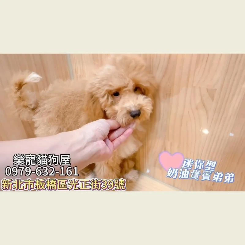 迷你型奶油貴賓弟弟,貴賓,貴賓幼犬