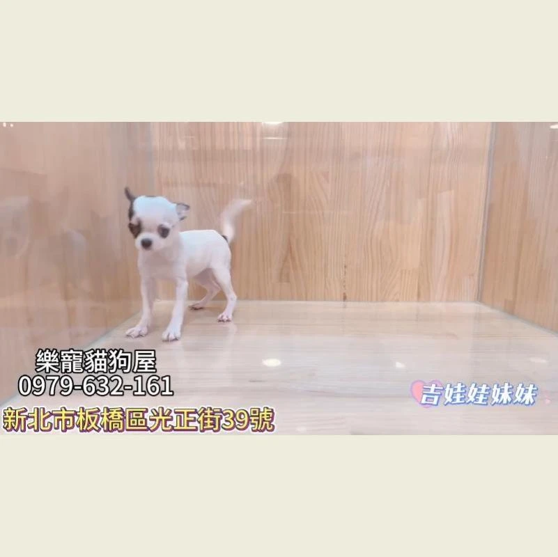 吉娃娃妹妹,吉娃娃