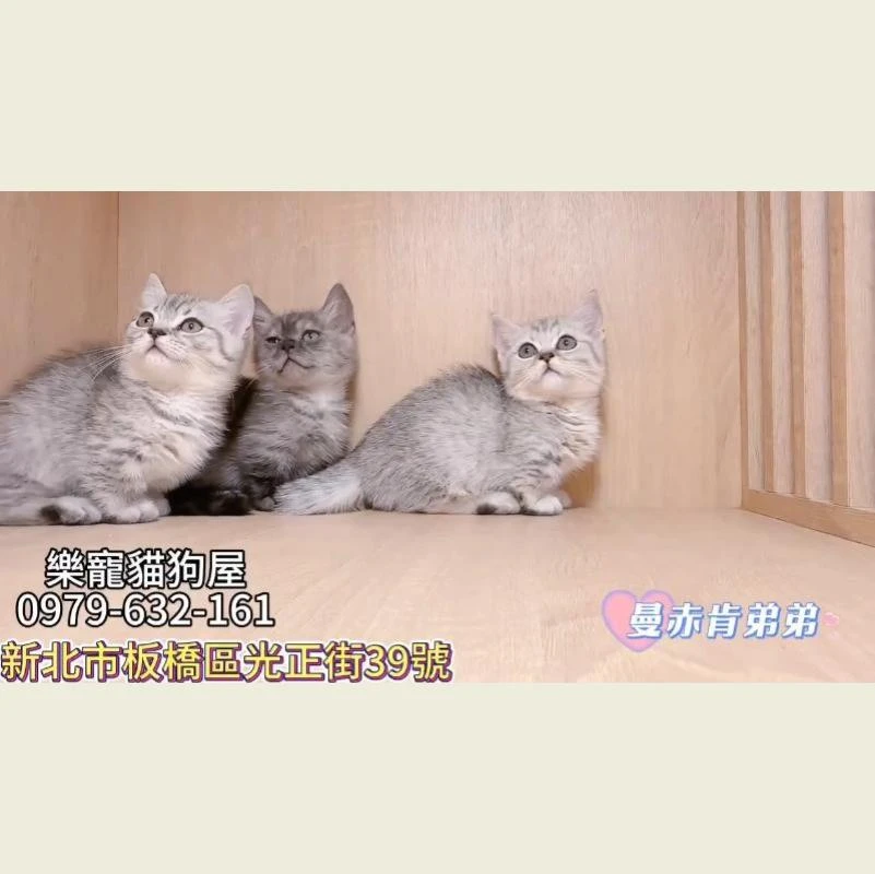 曼赤肯