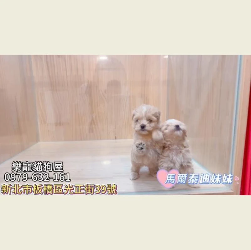 馬爾泰迪妹妹