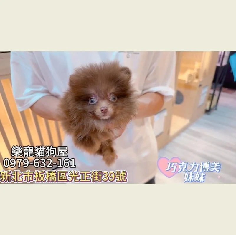 巧克力博美妹妹,博美