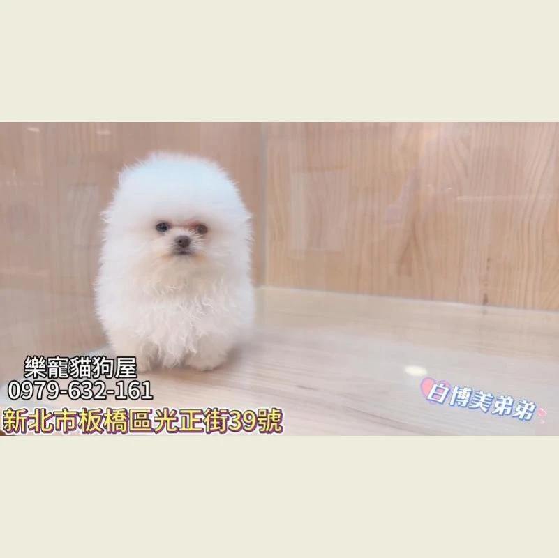 白博美弟弟,博美