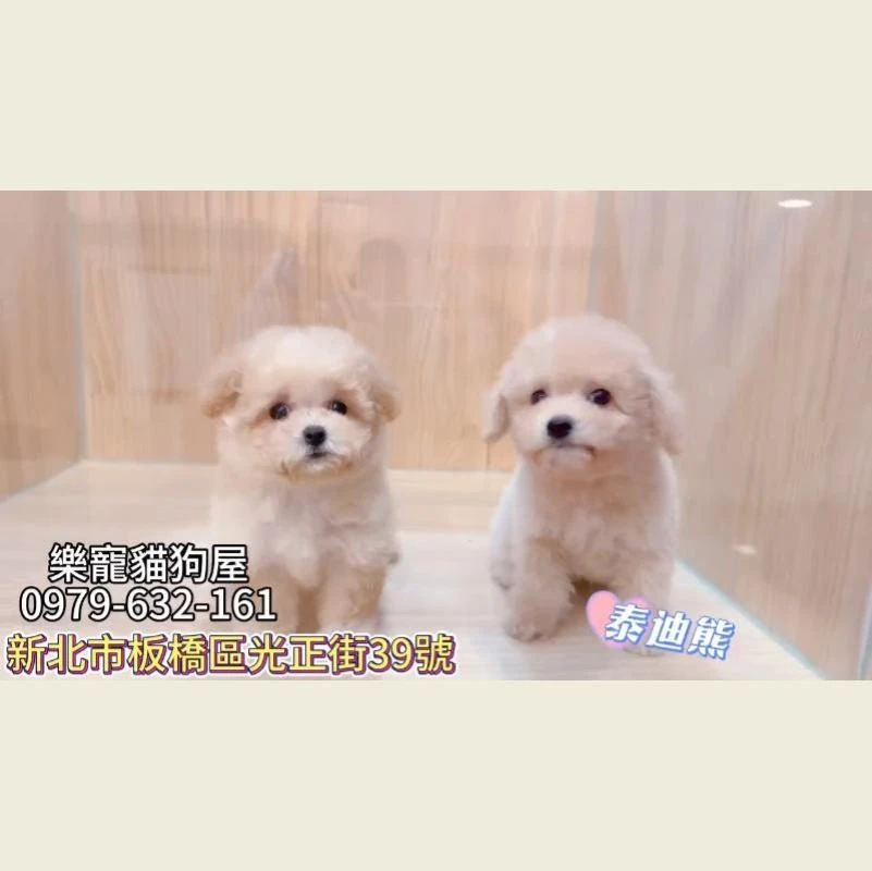 泰迪熊