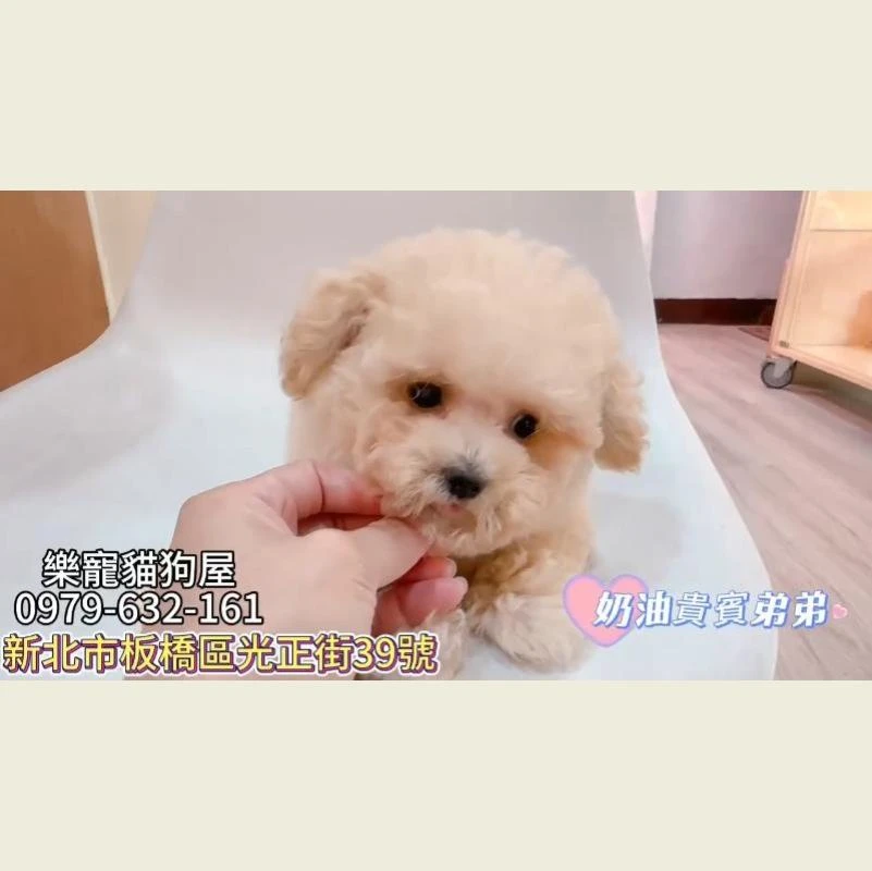 奶油貴賓弟弟,貴賓