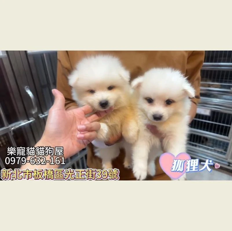 狐狸犬