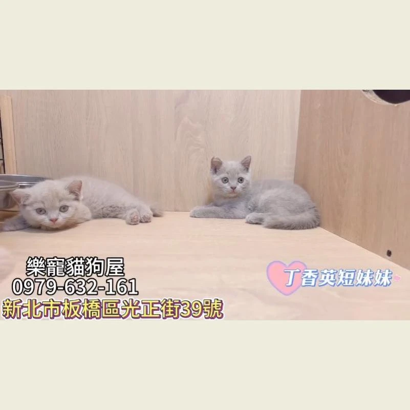 丁香英短妹妹