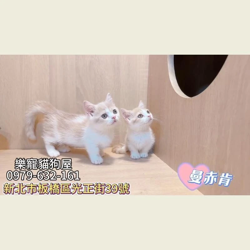 曼赤肯