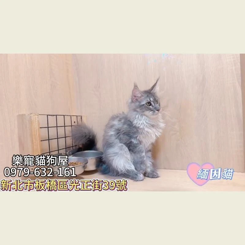緬因貓