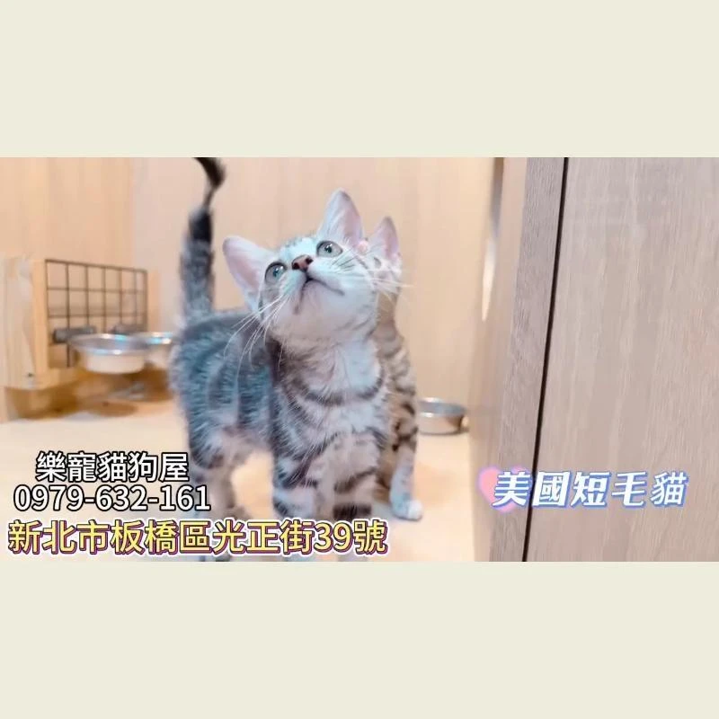 美國短毛貓