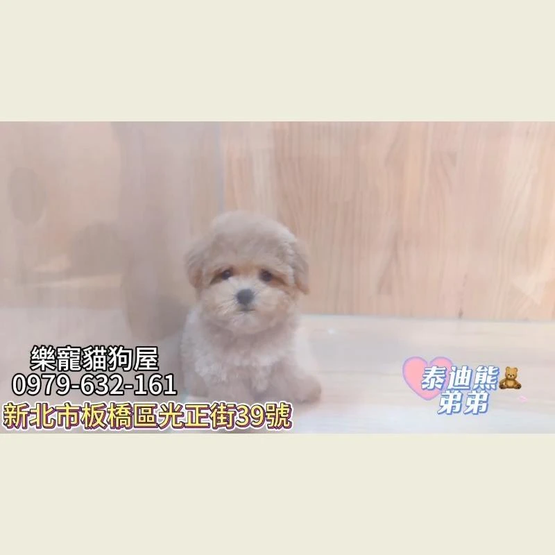 泰迪熊弟弟