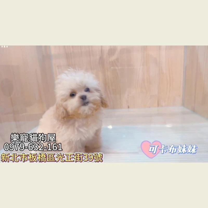 可卡布妹妹