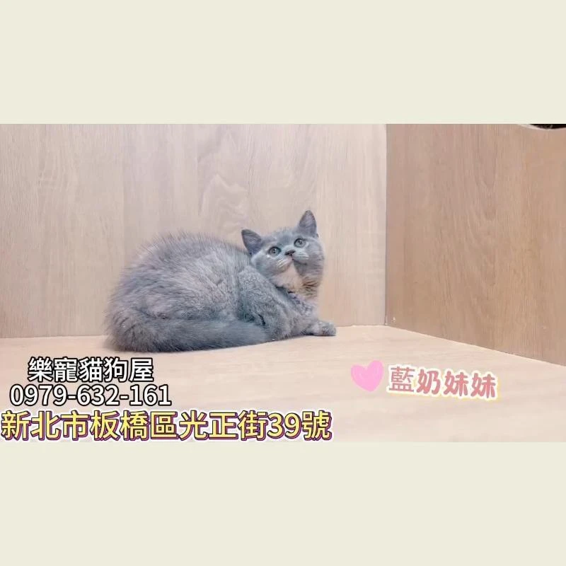 藍奶妹妹