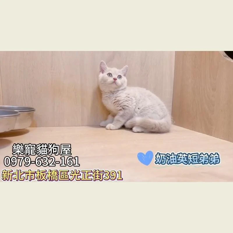 奶油英短弟弟