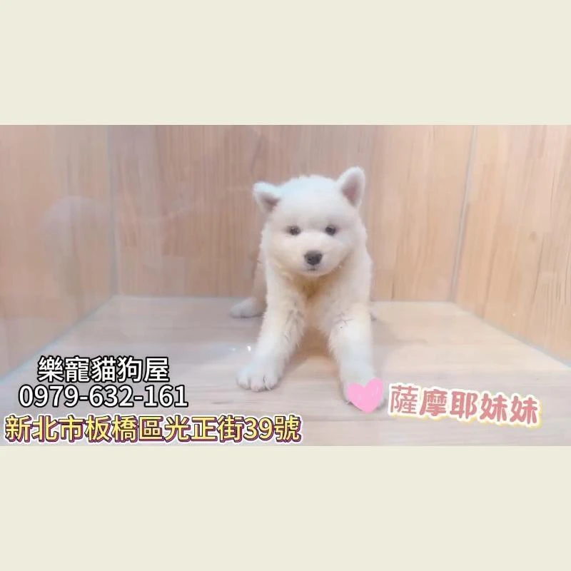 薩摩耶妹妹