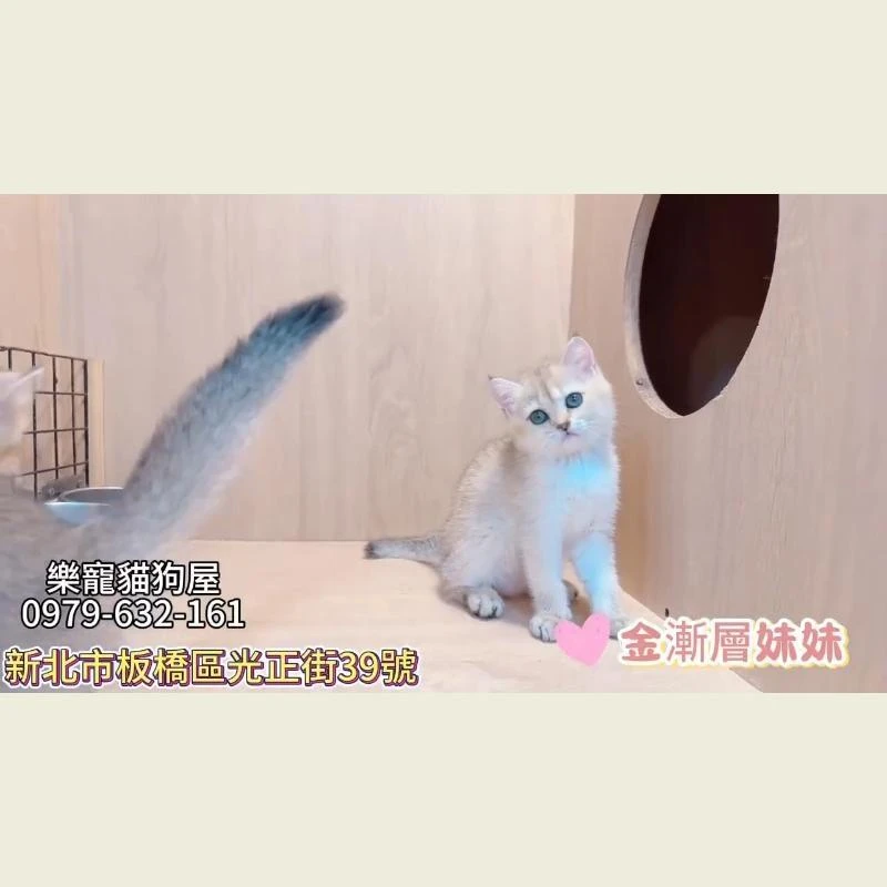 金漸層妹妹