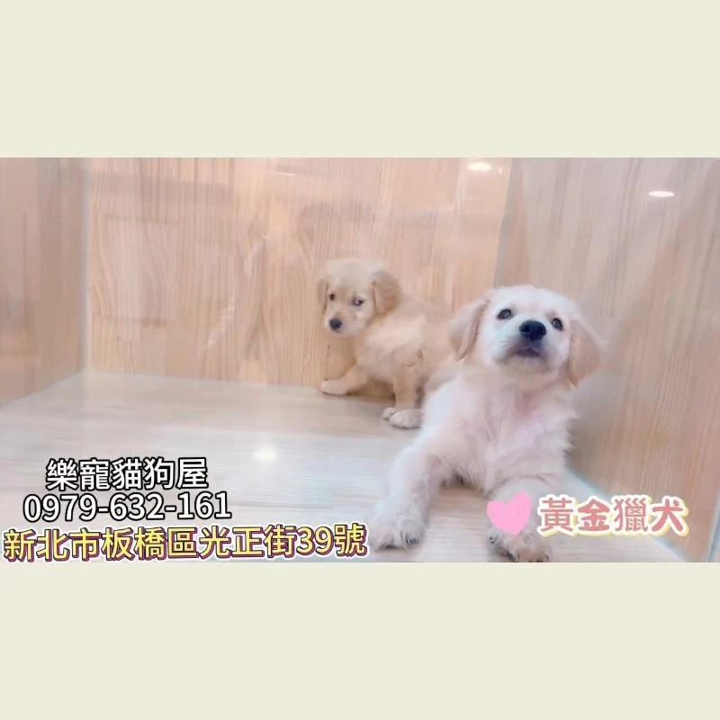 黃金獵犬