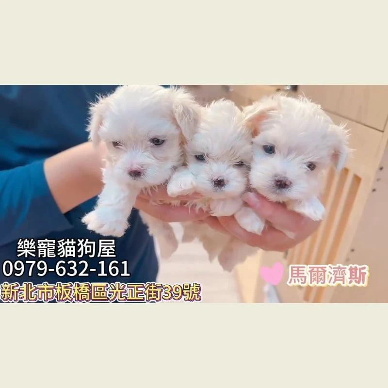 馬爾濟斯