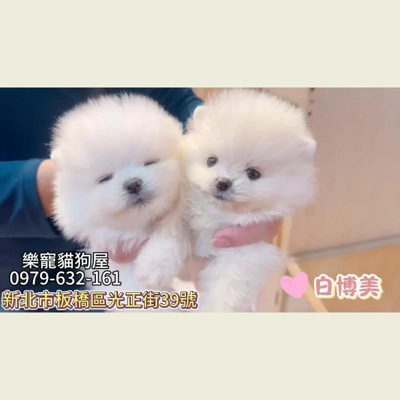 白博美,博美