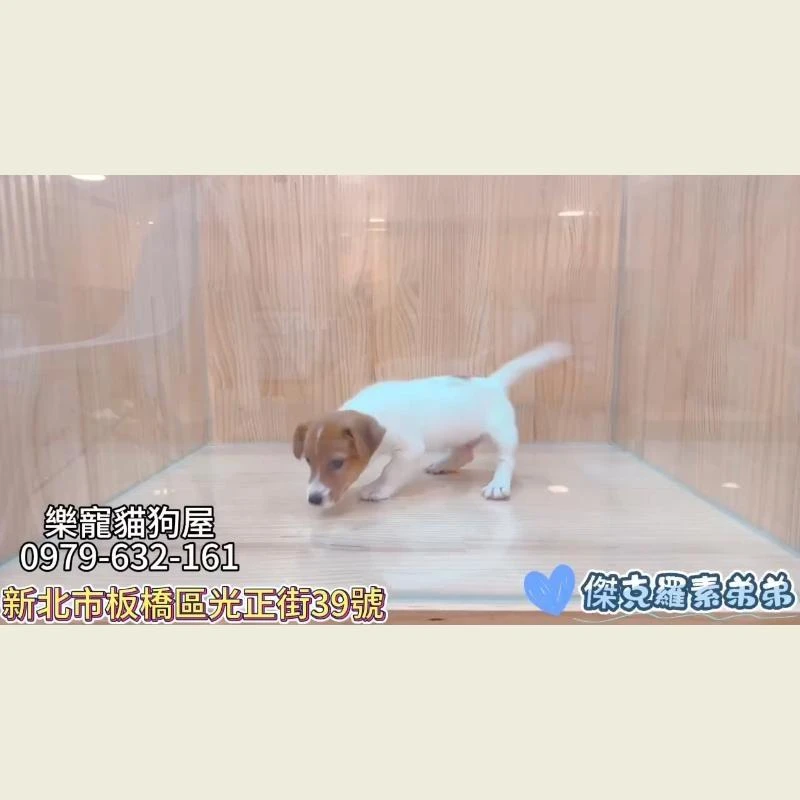 傑克羅素弟弟