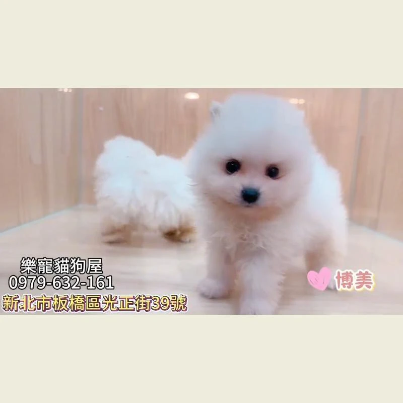 博美