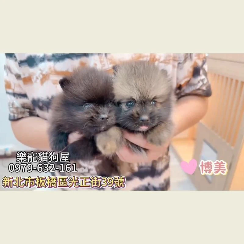 博美