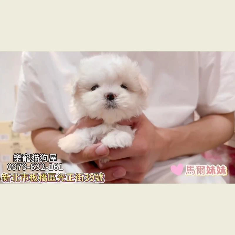 馬爾妹妹