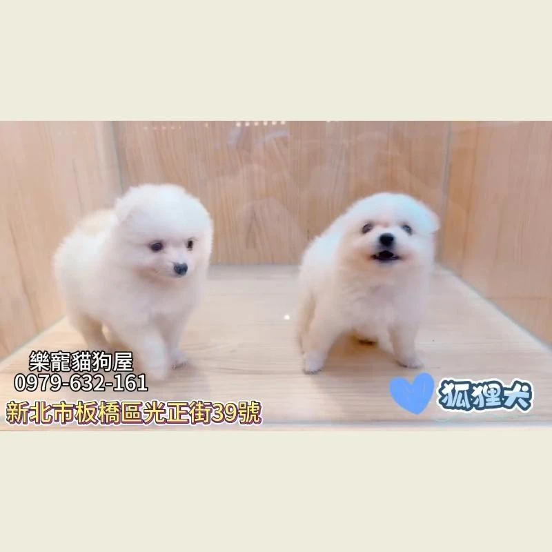 狐狸犬
