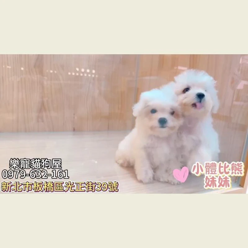 小體比熊妹妹