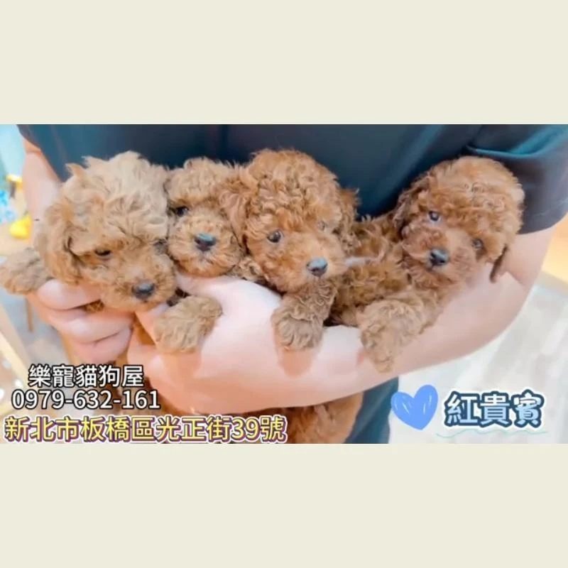 紅貴賓