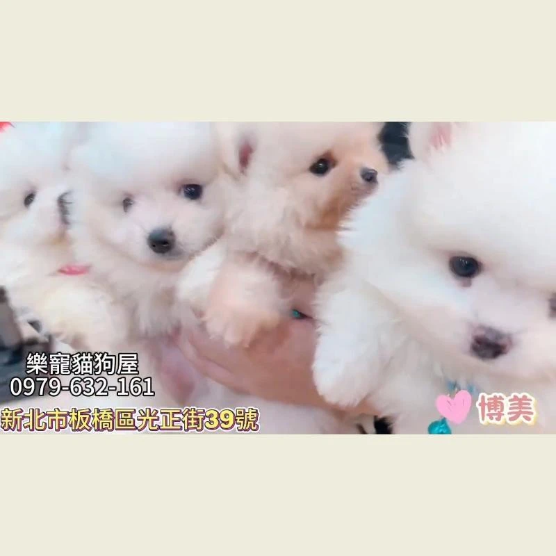 博美