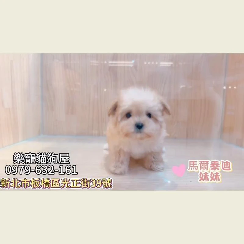馬爾泰迪弟弟