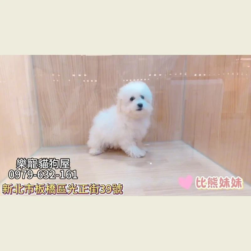 比熊妹妹,比熊