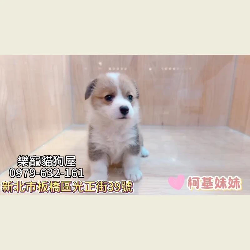 柯基妹妹
