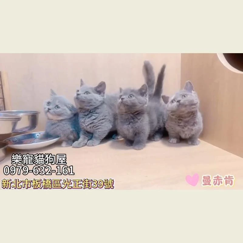 曼赤肯