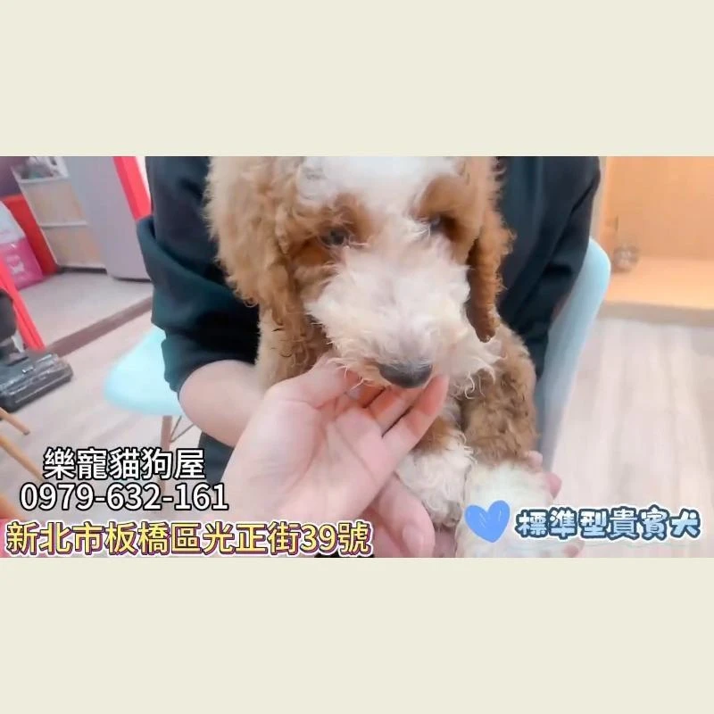 標準型貴賓犬