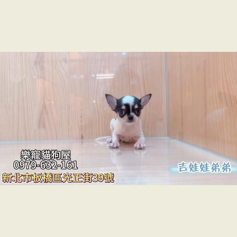 吉娃娃弟弟
