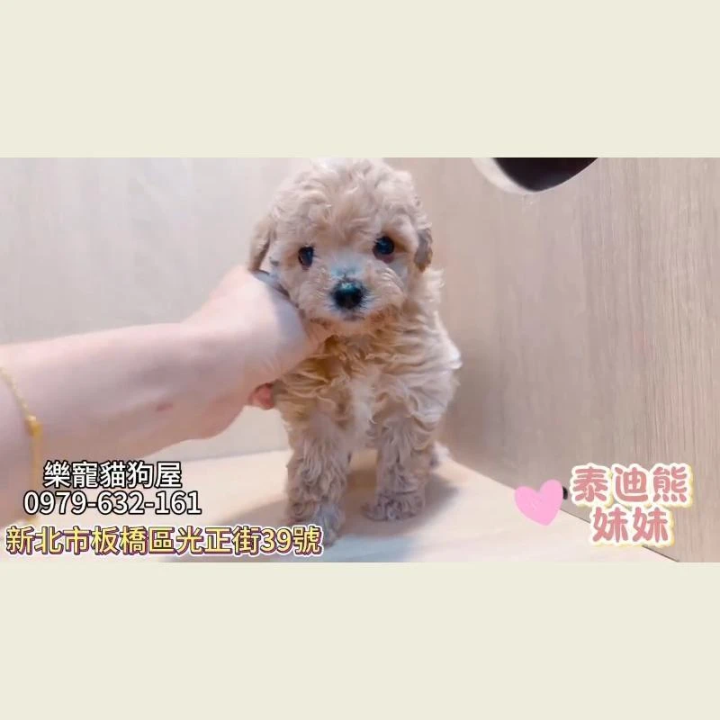 泰迪熊妹妹