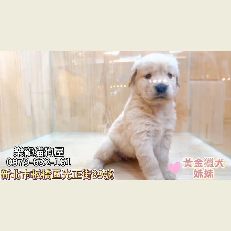 黃金獵犬妹妹