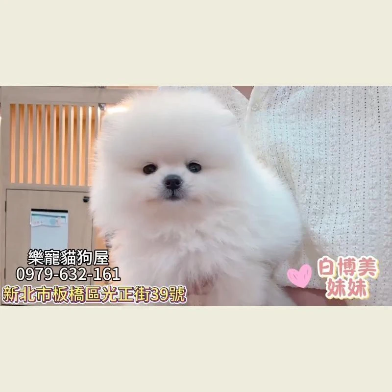 白博美妹妹