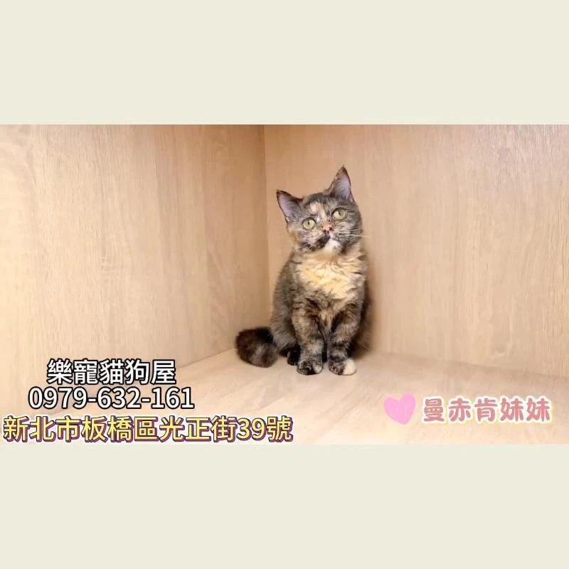 曼赤肯妹妹