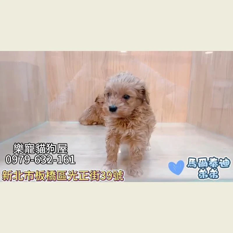 馬爾泰迪弟弟
