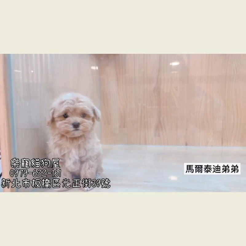 馬爾泰迪弟弟