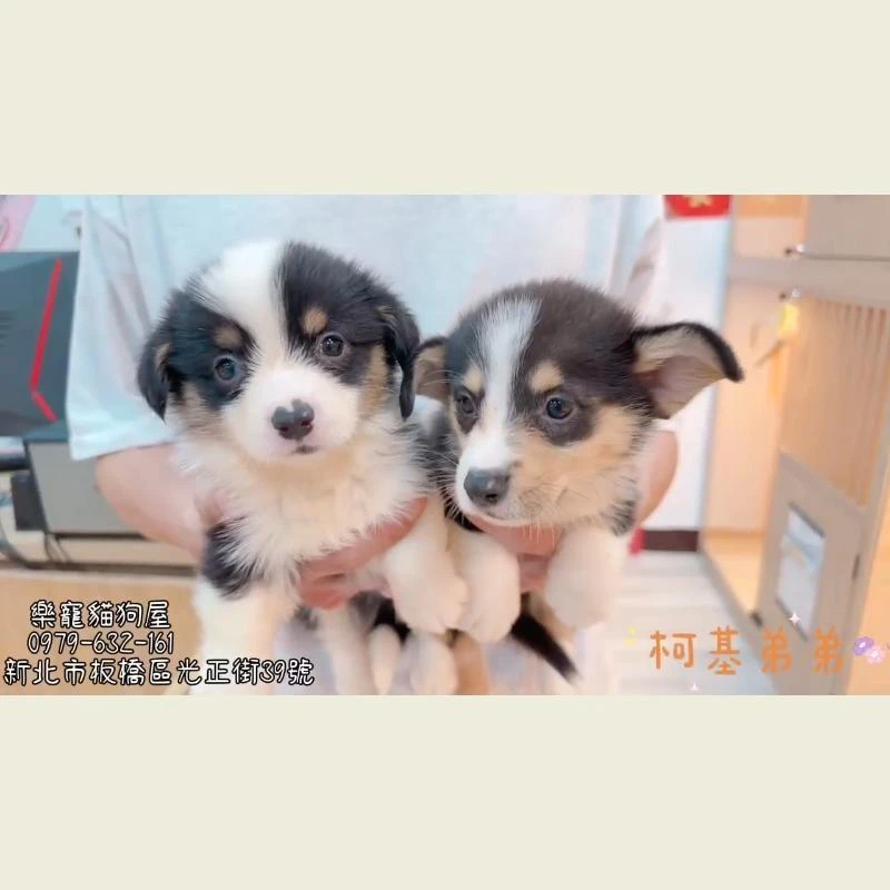 柯基弟弟