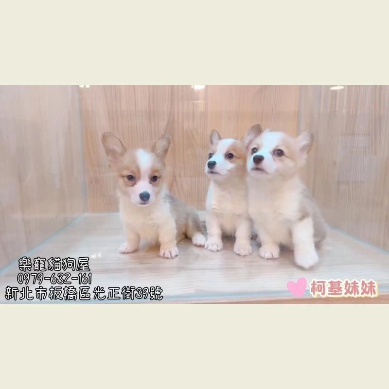 柯基妹妹