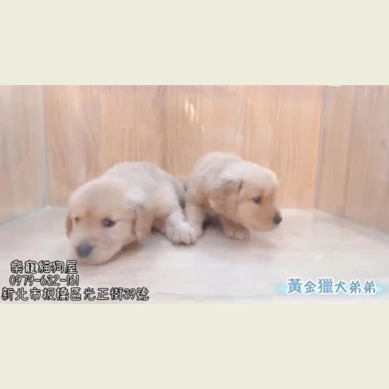 黃金獵犬弟弟