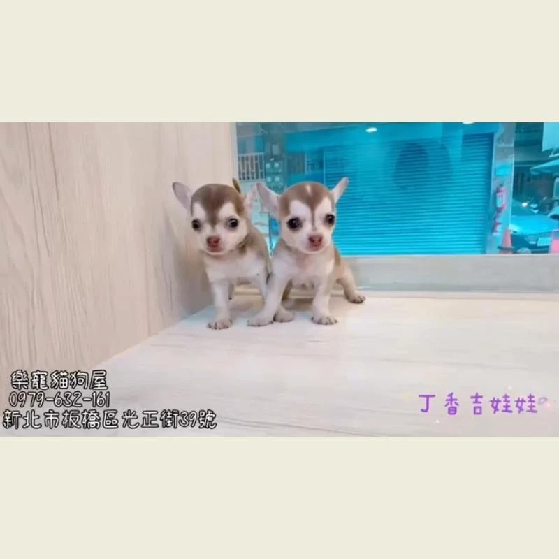 丁香吉弟弟