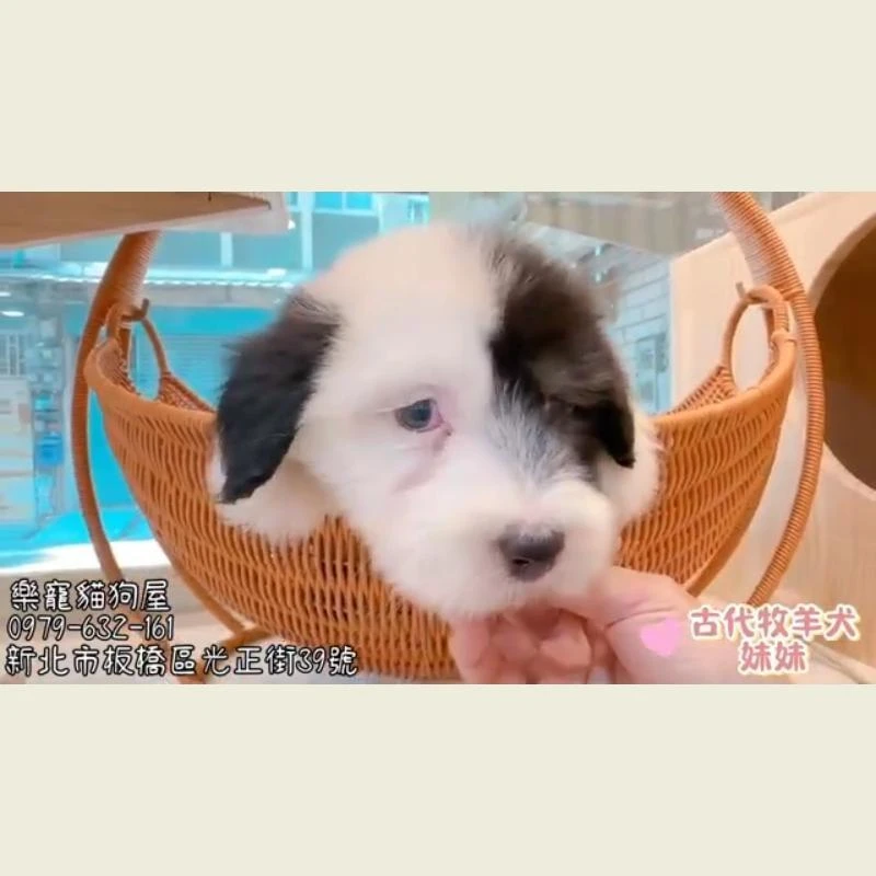 古代牧羊犬妹妹