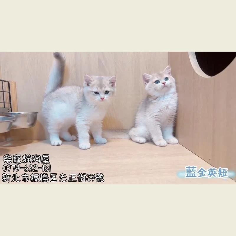 藍金英短