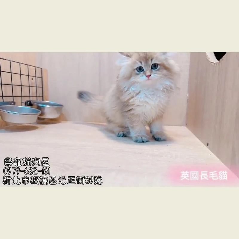 英國長毛貓,英長