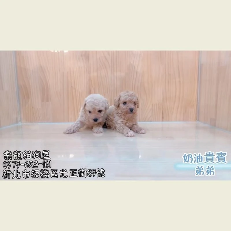 奶油貴賓弟弟,貴賓